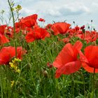 Endlich wieder Mohn !