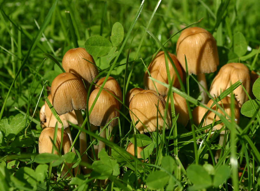 Endlich wieder Pilz-Zeit