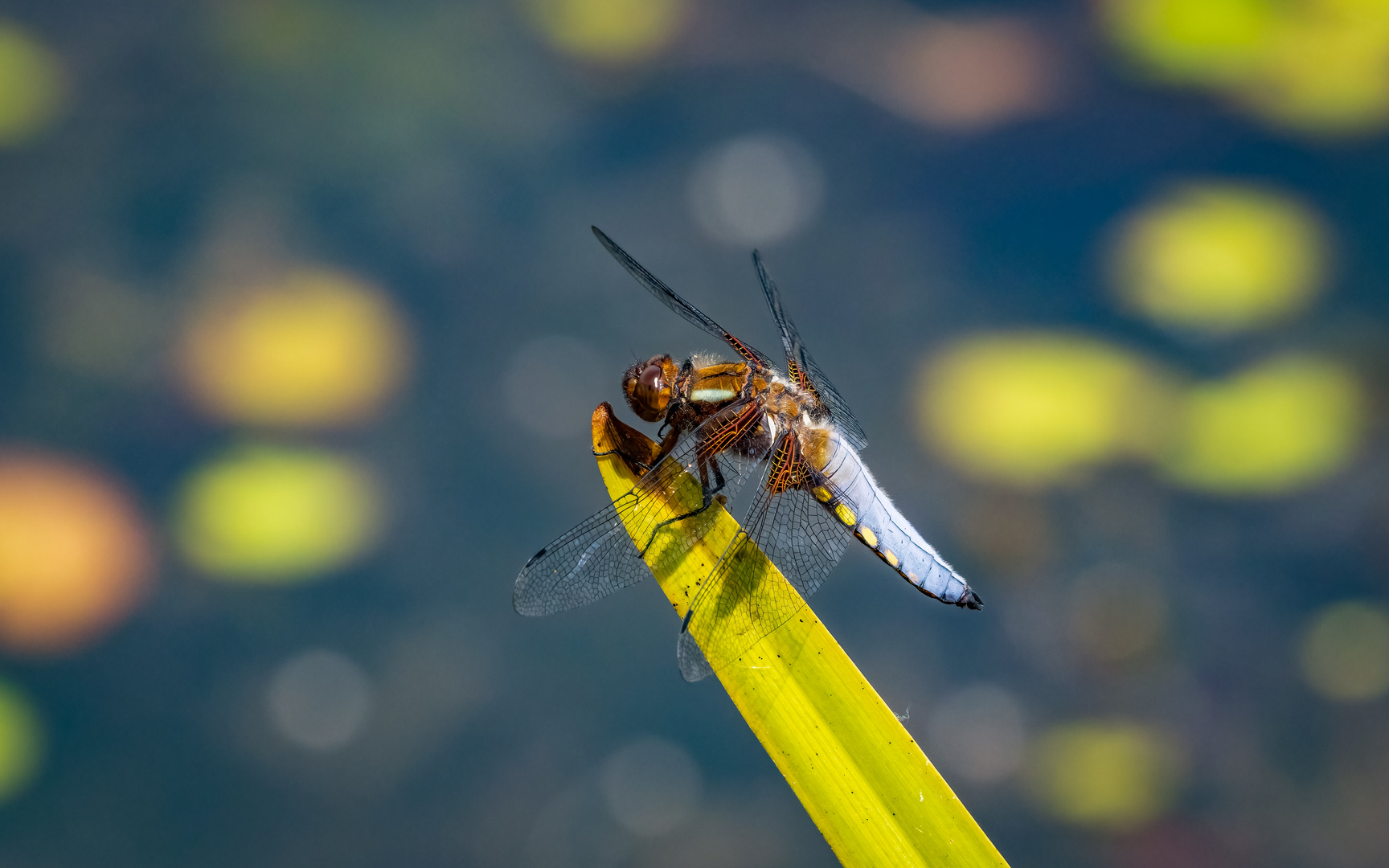 endlich wieder reger Flugbetrieb