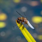 endlich wieder reger Flugbetrieb