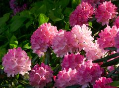 Endlich wieder Rhododendron 