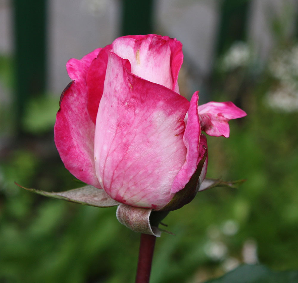 endlich wieder Rosen aus dem Garten