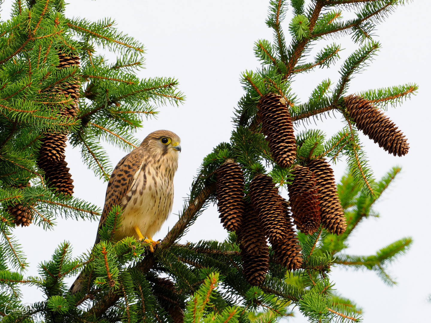 Endlich wieder Ruhe im Baum...