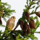 Endlich wieder Ruhe im Baum...