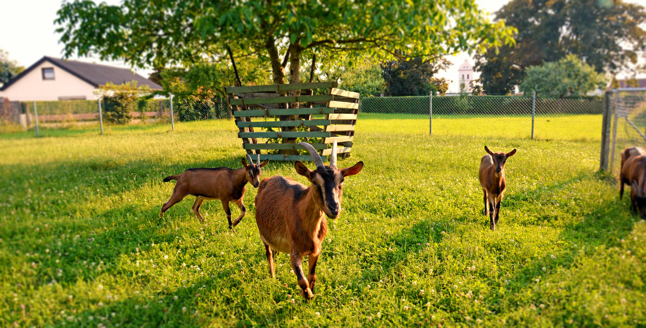 Download Glueckliche tiere Desktop Wallpaper Free Glueckliche Tiere