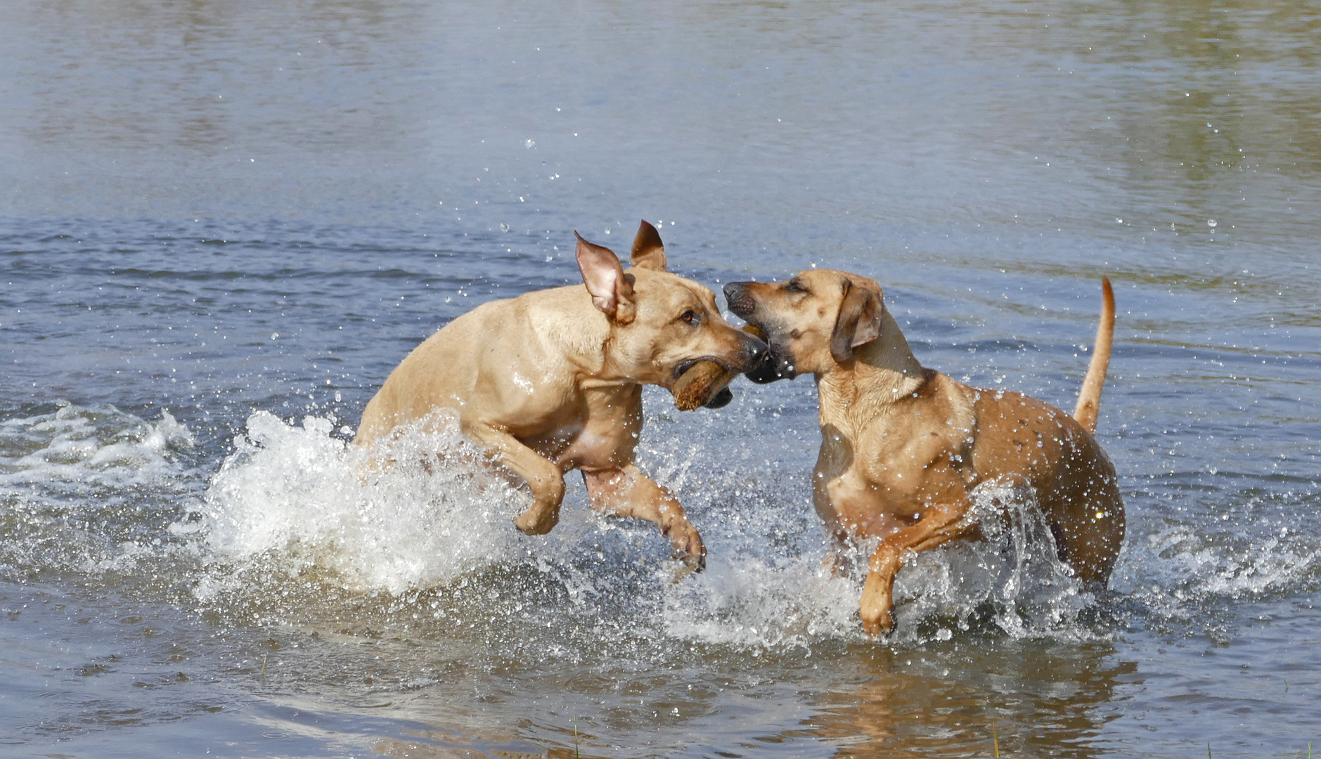 Endlich wieder Spaß im Wasser....