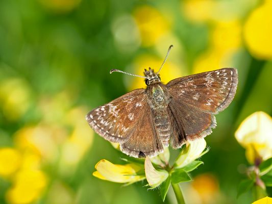 Endlich wieder wohltuende Sonnenstrahlen ...