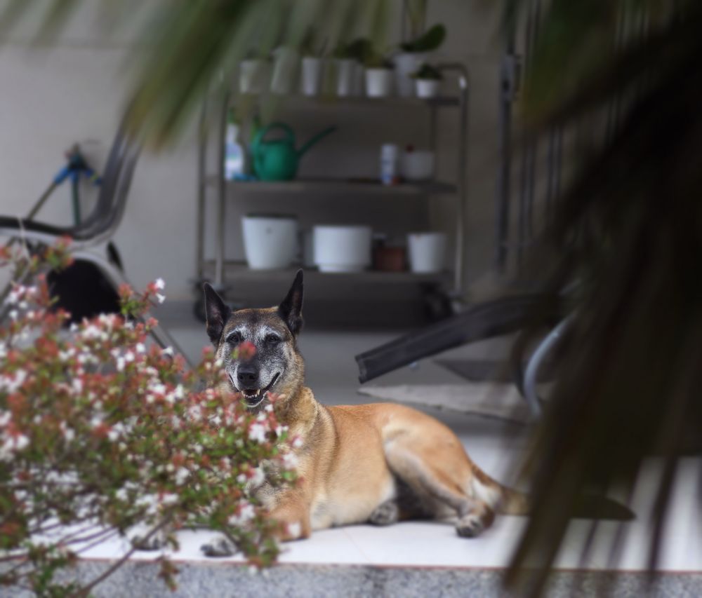 endlich wieder zu Hause Foto & Bild freude, dankbarkeit, linde a