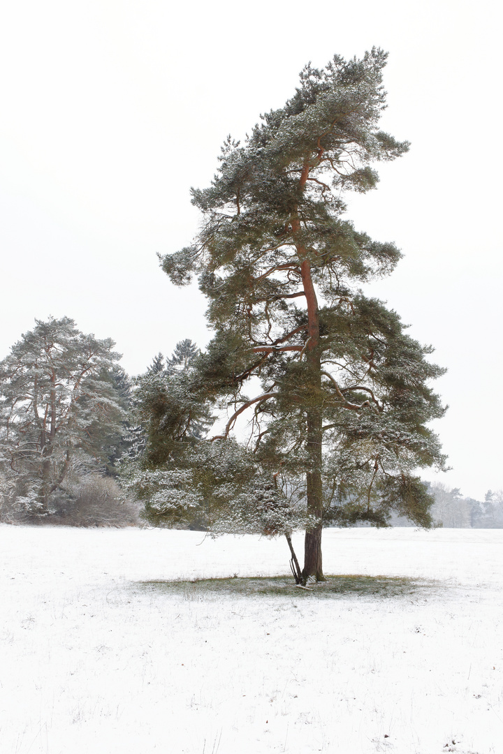 Endlich Winter