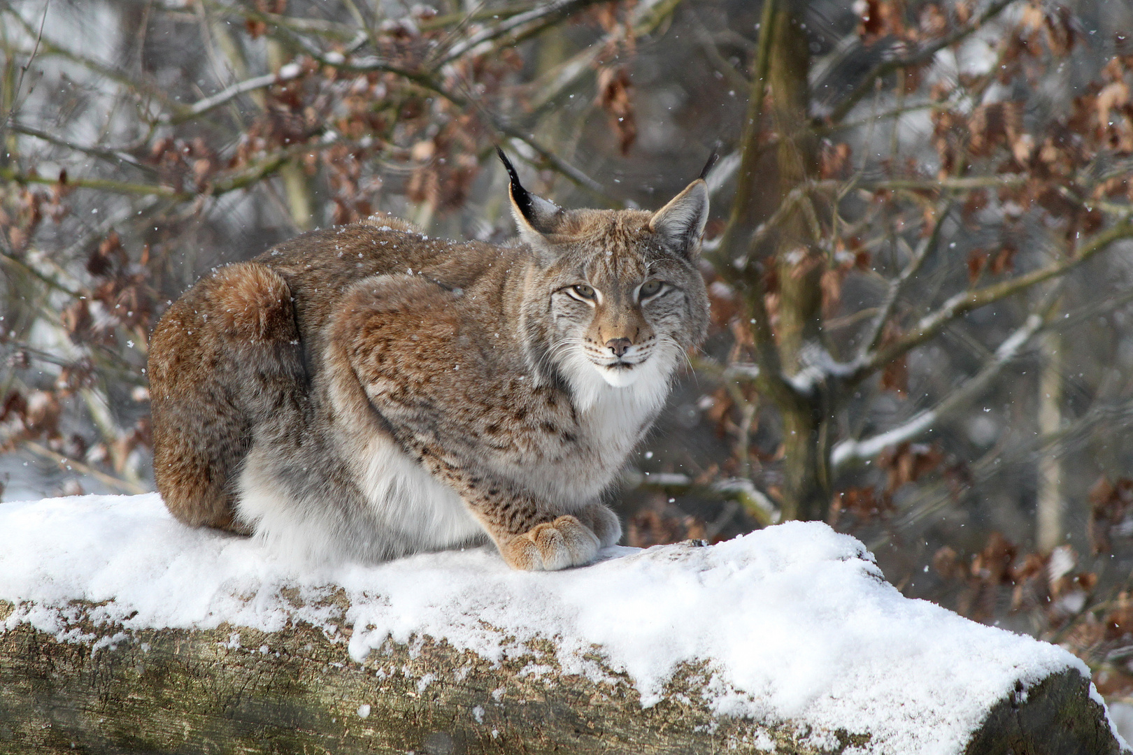 Endlich Winter...