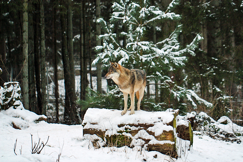 Endlich Winter im Norden!