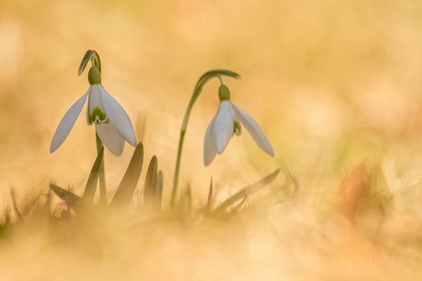 Endlich wird es Frühling!!!