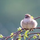 endlich wird es warm ... Sperling beim Aufwärmen