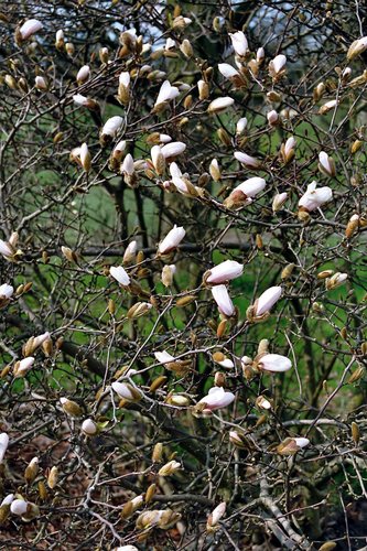 endlich wirds frühling