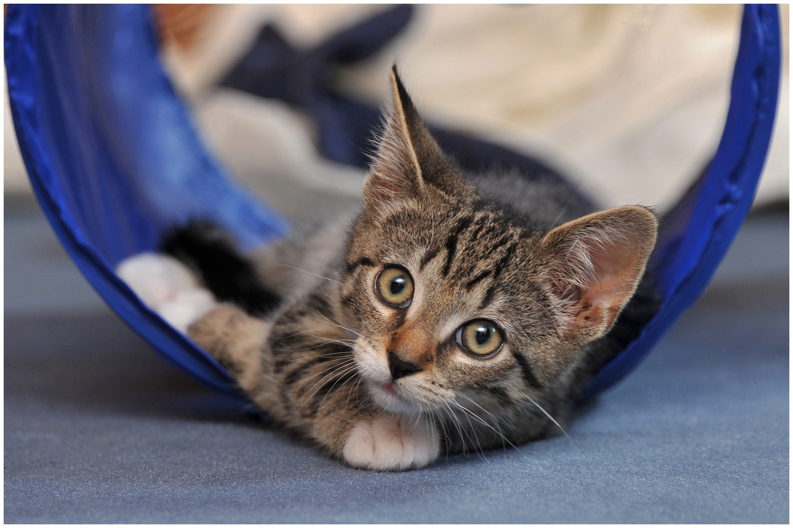 Endlich Wochenende Foto Bild Natur Katze Kater Bilder