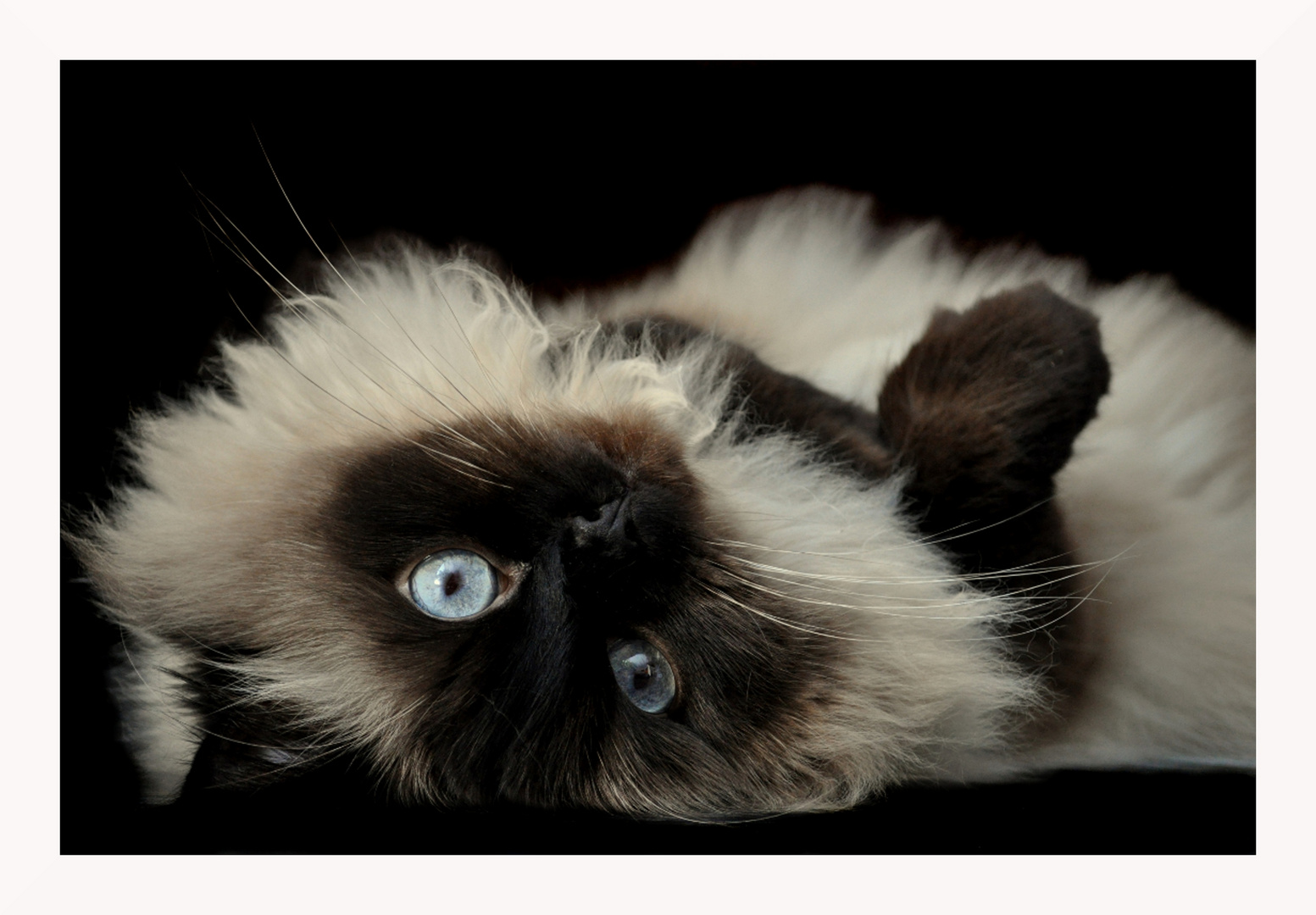 Endlich Wochenende Foto Bild Tiere Haustiere Katzen Bilder