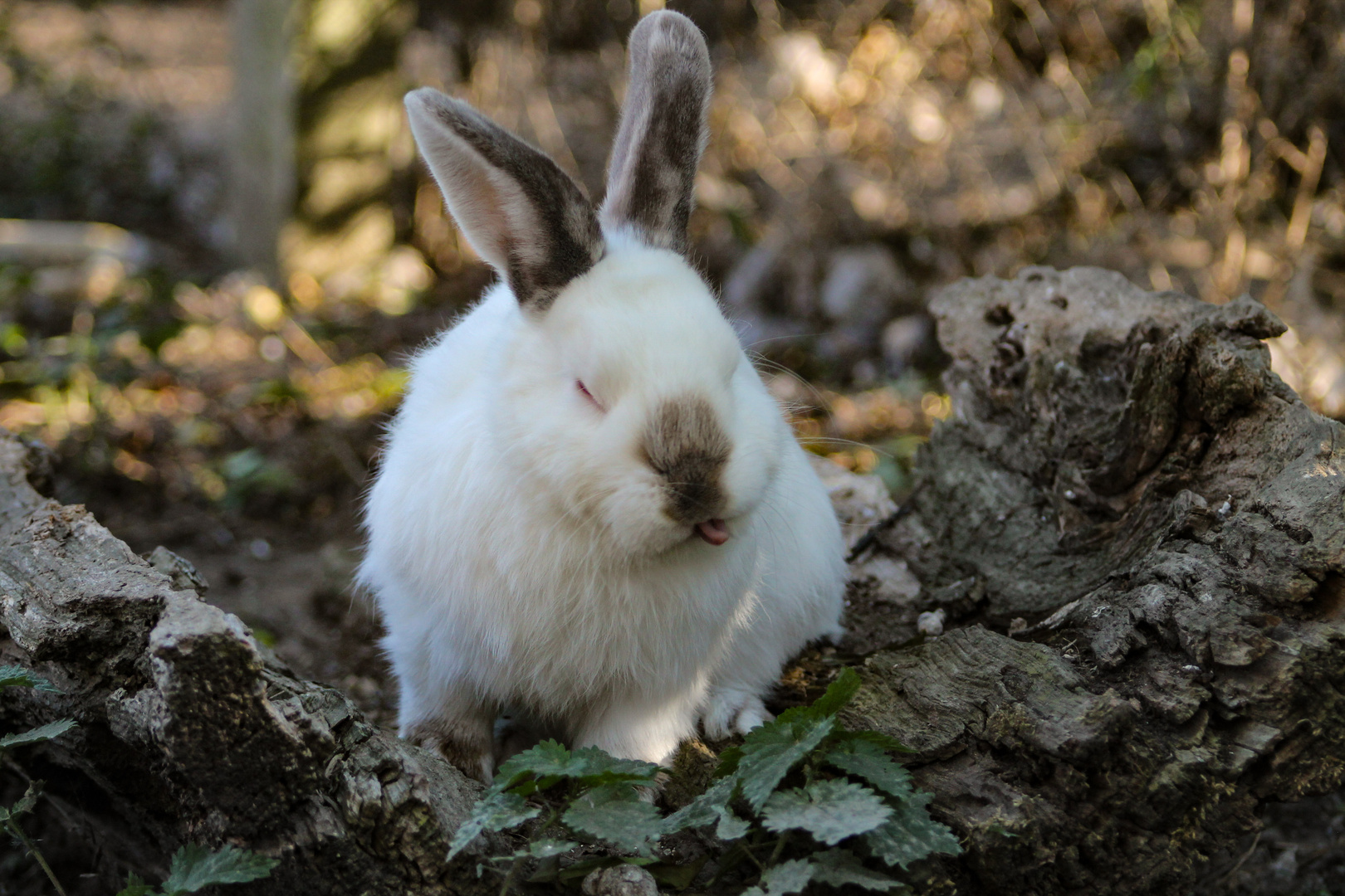 Endlich Wochenende P Foto Bild Tiere Haustiere Nagetiere