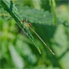 Endlich zeigte sich die Westliche Weidenjungfer (Chalcolestes viridis) . . .