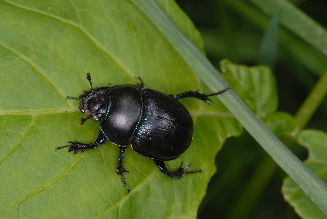 Endliche ein Insektenart, die ich genau kenne