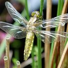 Endlich...eine neugeschlüpfte Plattbauchlibelle endeckte ich heute...