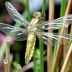 Endlich...eine neugeschlüpfte Plattbauchlibelle endeckte ich heute...