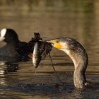 Endlich....Kormoran mit Fisch erwischt...