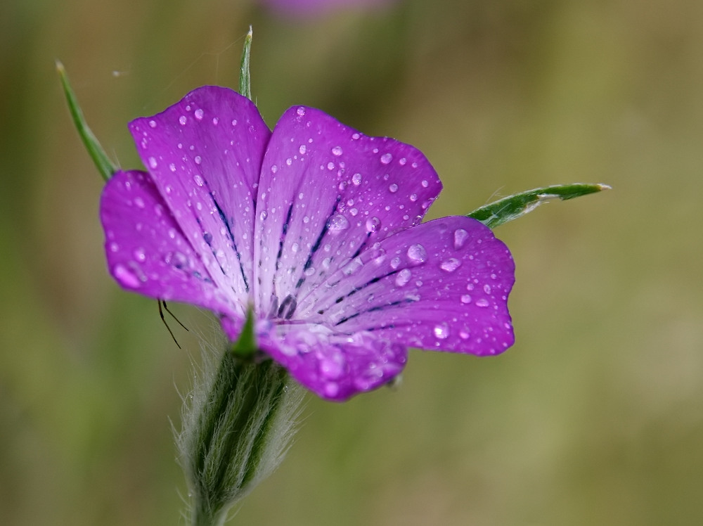 Endlich...Regen!