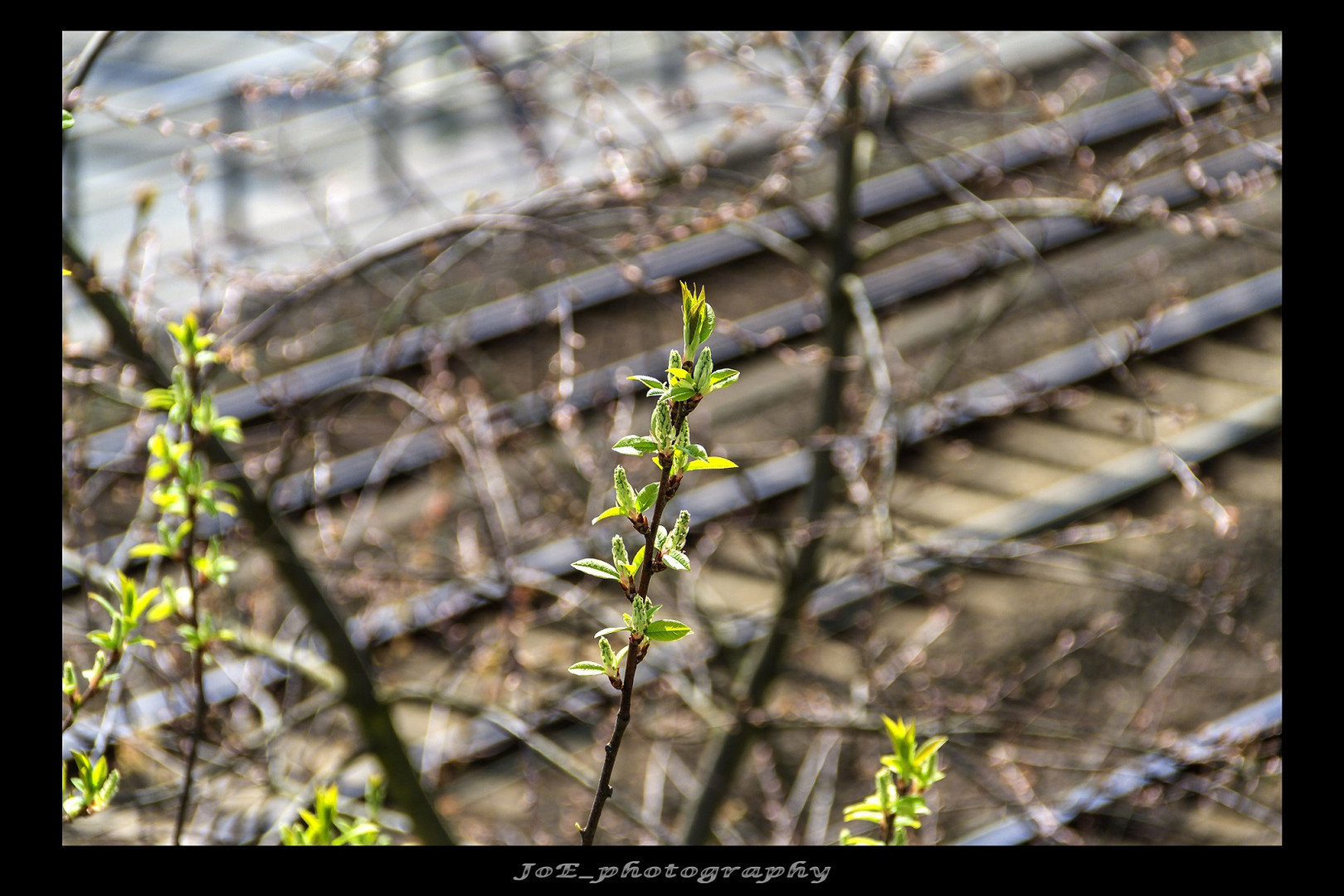 endlich_wird_es_frühling