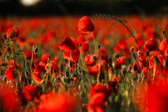 Endlos Mohn