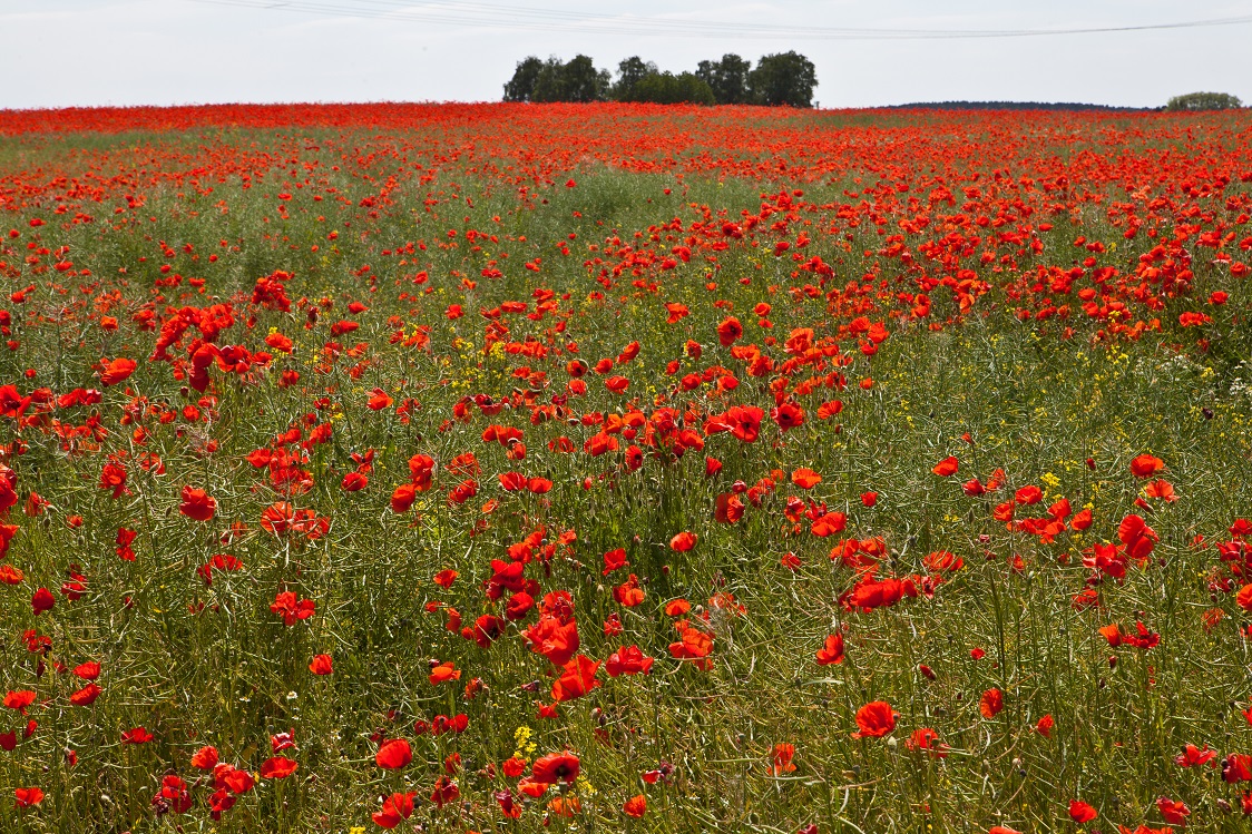 endlos Mohn