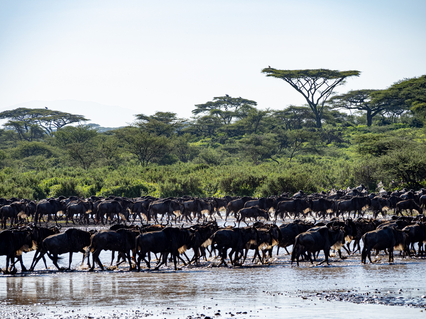 Endlose Gnu-Herden