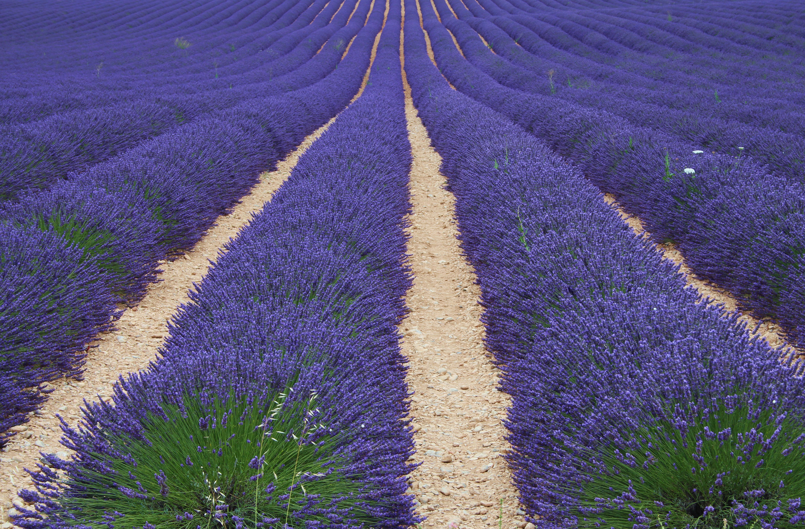 Endlose Lavendelfelder auf dem Plateau de Valensole