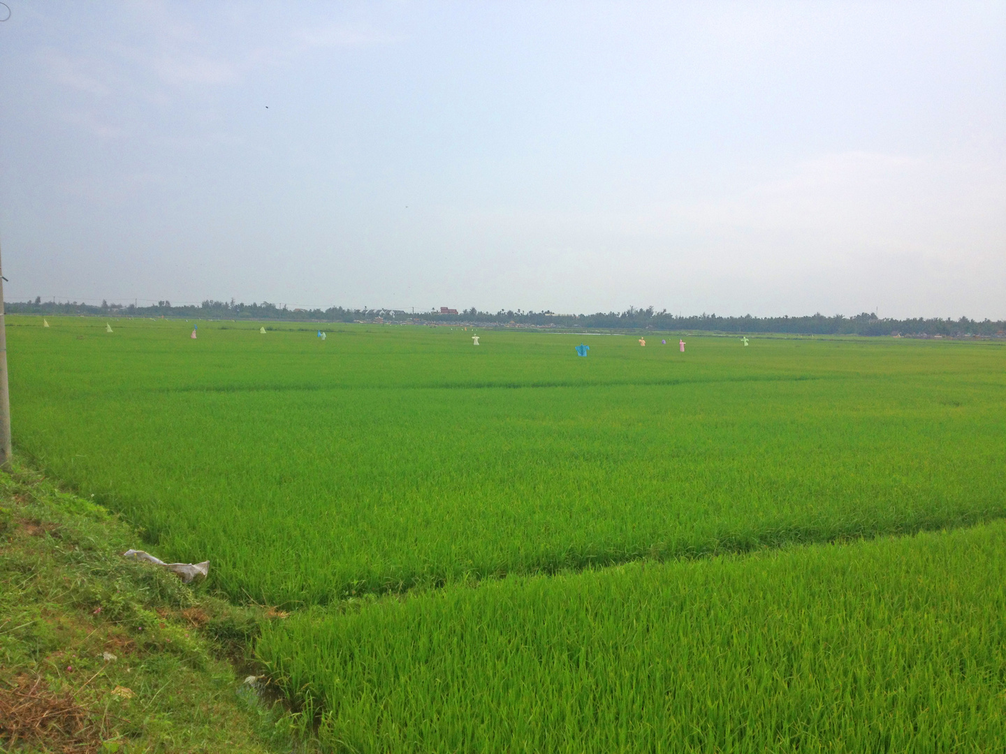 Endlose Reisfelder in der Gegend von Hoi An