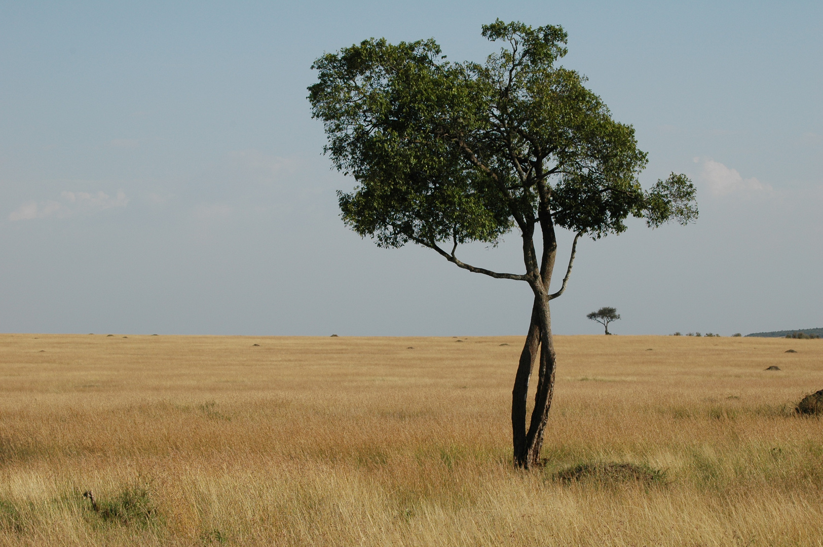 endlose Steppe