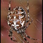 endlose Versuche eine Spinne zu fotografieren