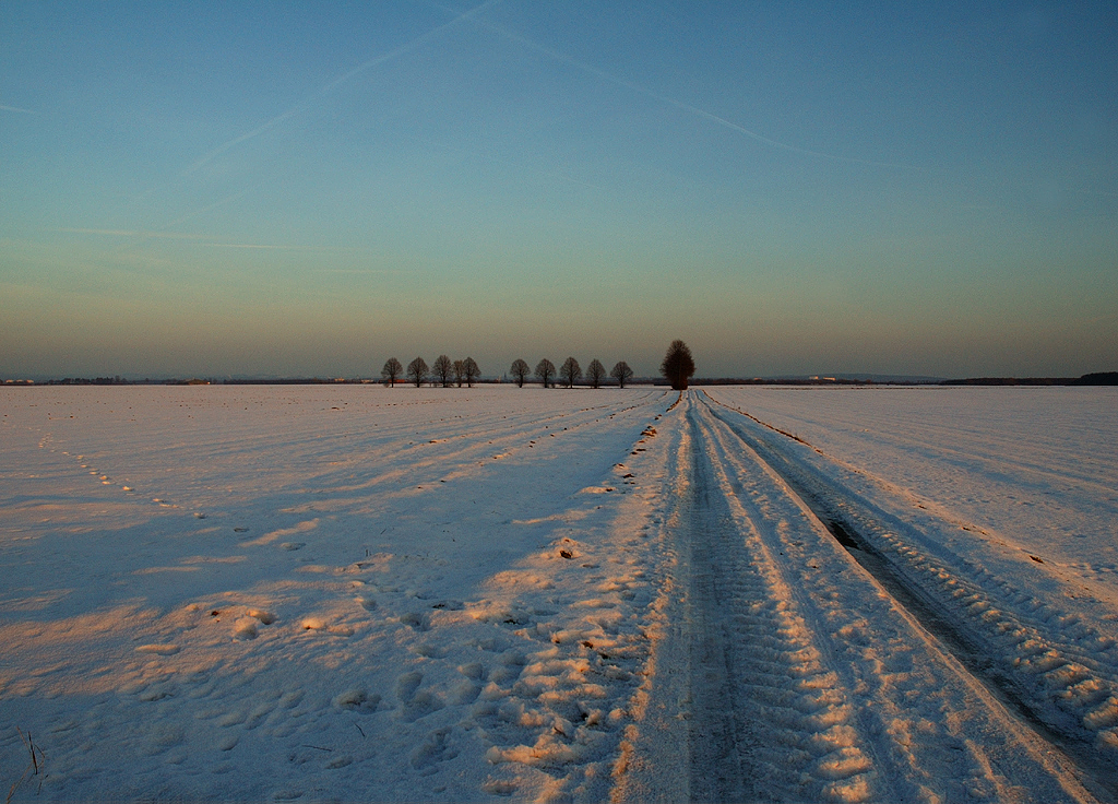 Endlose Weite mit Linden-im letzten Abendlicht