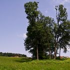 Endloser Sommer auf der Sonnenalm