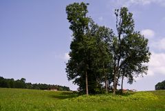 Endloser Sommer auf der Sonnenalm