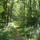 Endloser Weg im Wald