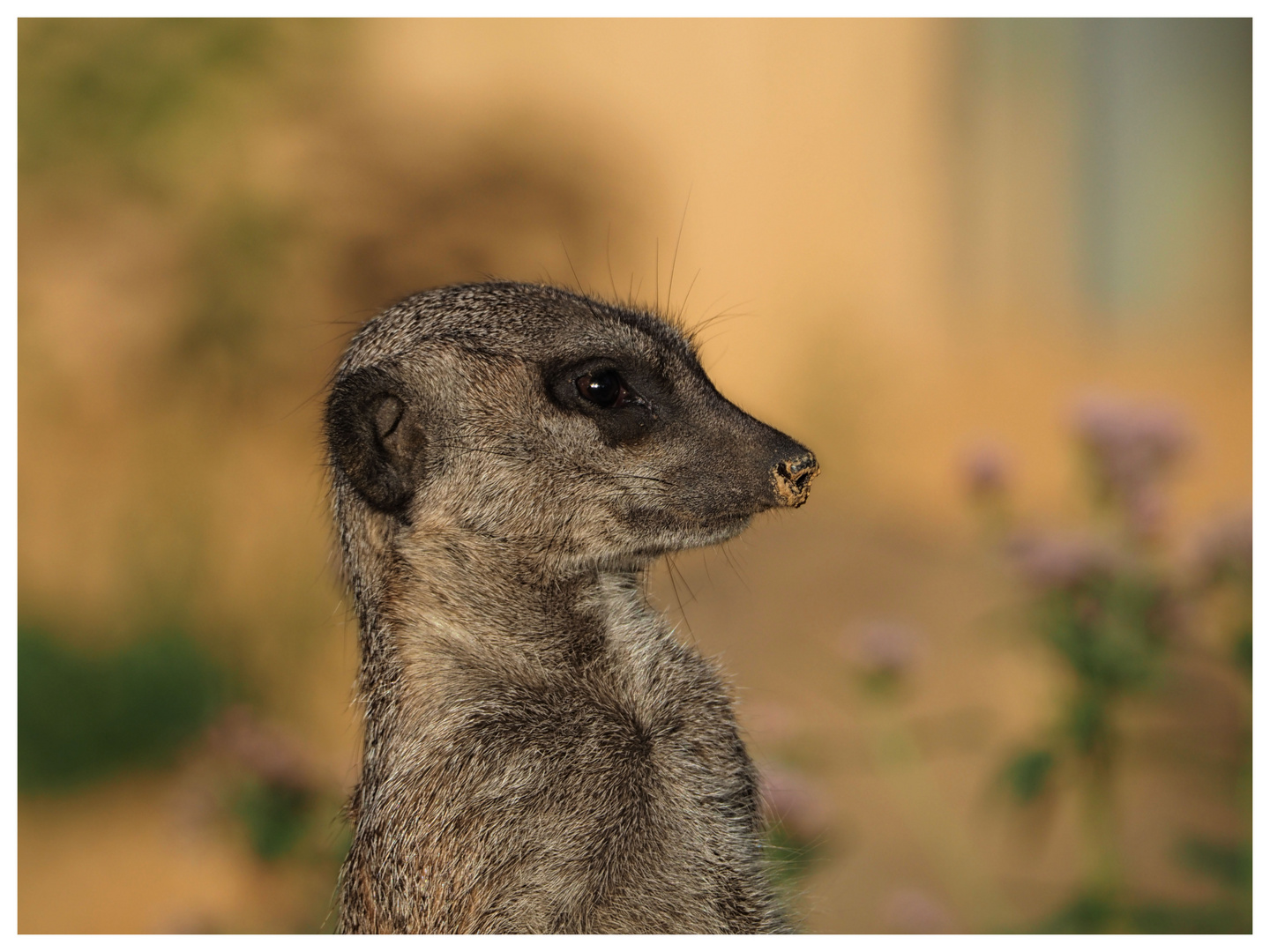 Endmännchen im Kölner Zoo