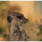 Endmännchen im Kölner Zoo