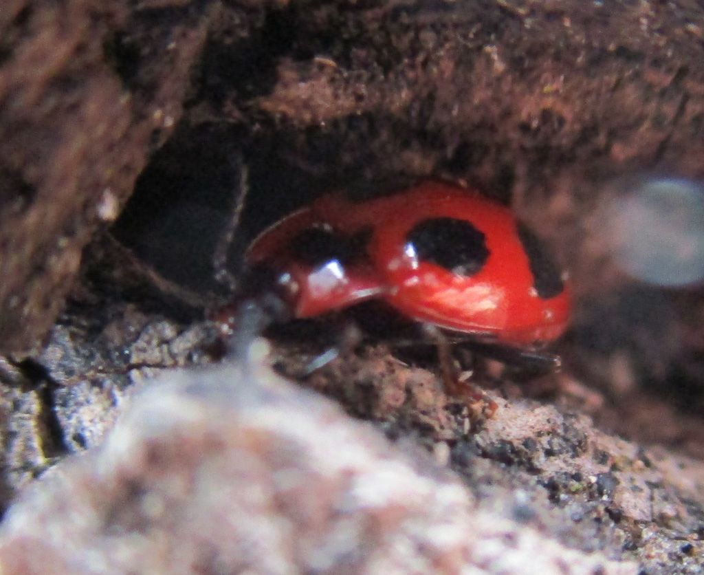 Endomychus coccineus -  Scharlachroter Stäublingskäfer