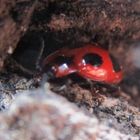 Endomychus coccineus -  Scharlachroter Stäublingskäfer