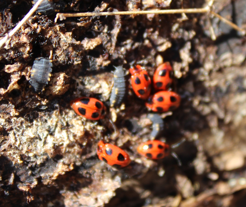 Endomychus coccineus -  Scharlachroter Stäublingskäfer