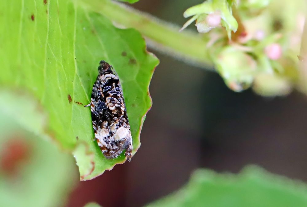 Endothenia gentianaeana /E.marginana Foto & Bild natur, insekten