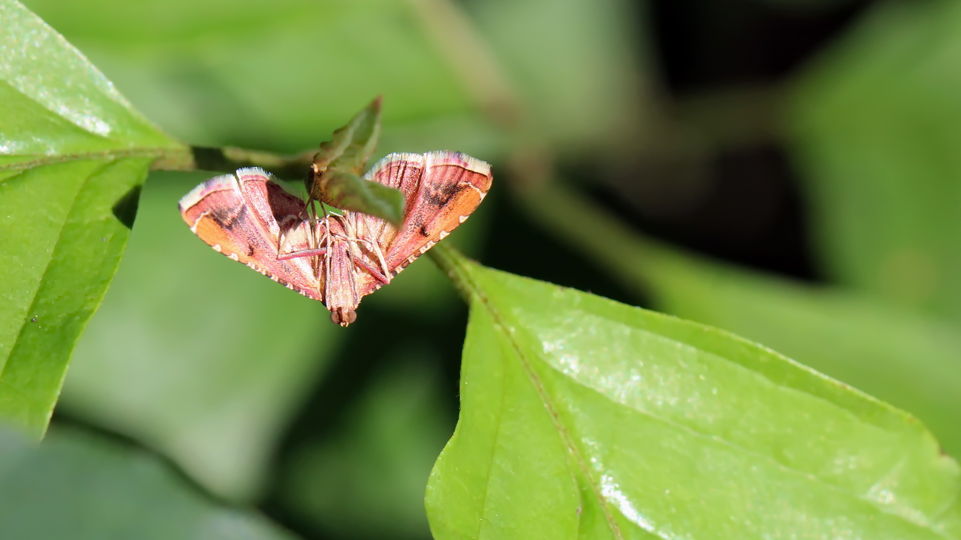 Endotricha flammealis