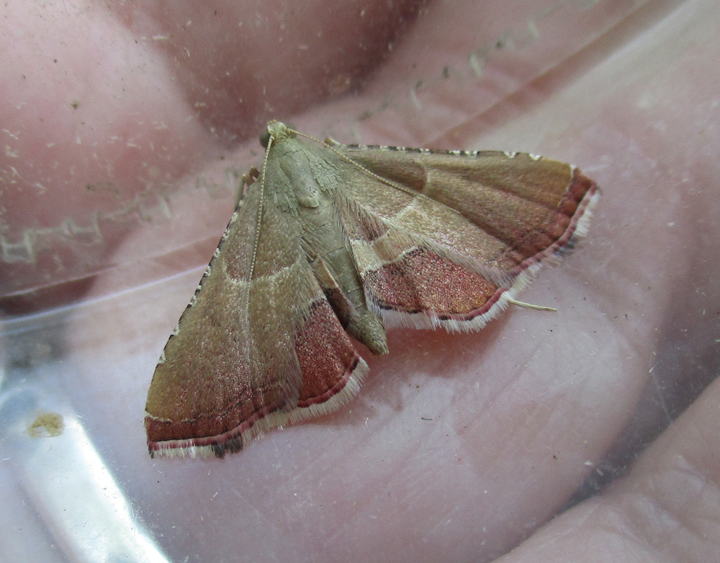 Endotricha flammealis- geflammter Kleinzünsler 