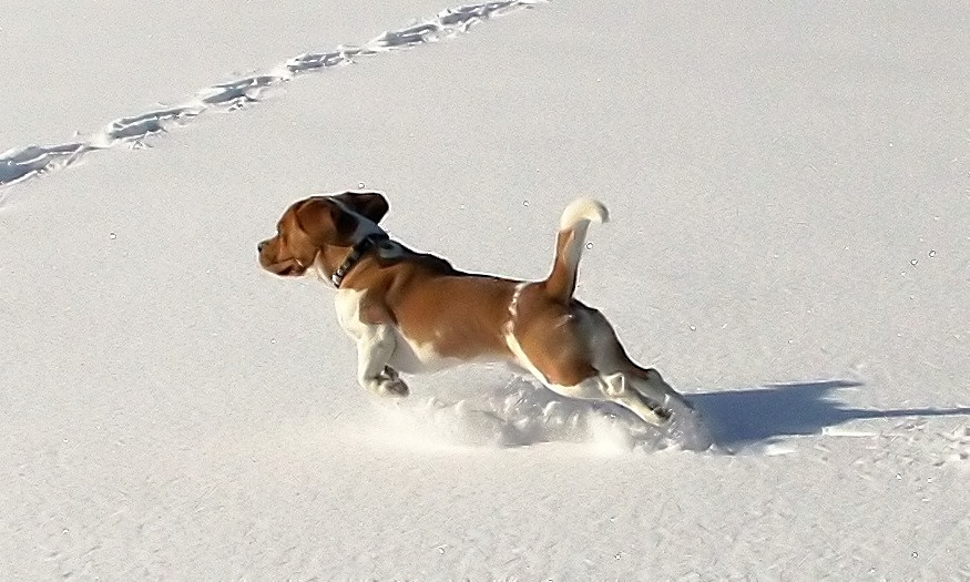 Endro und der Schnee