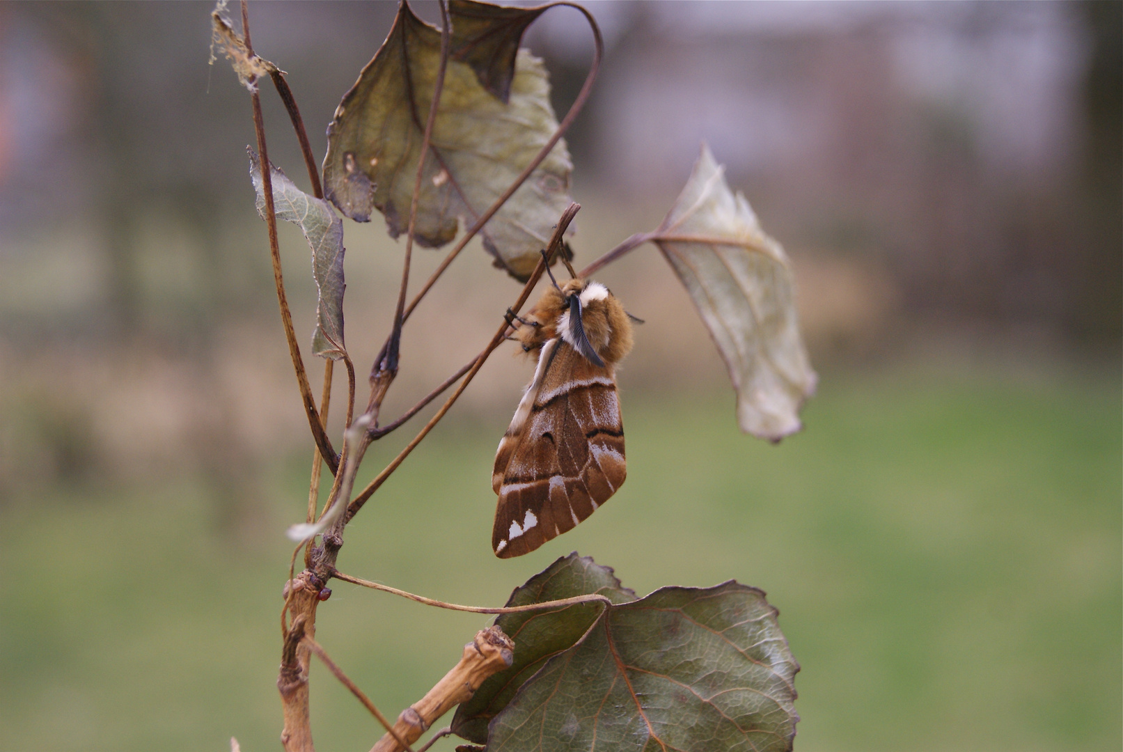 Endromis versicolora -Birkenspinner-