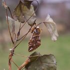 Endromis versicolora -Birkenspinner-